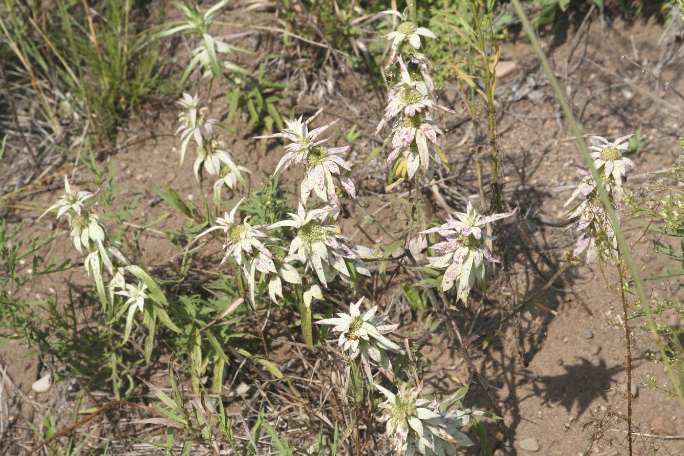 Monarda punctata image