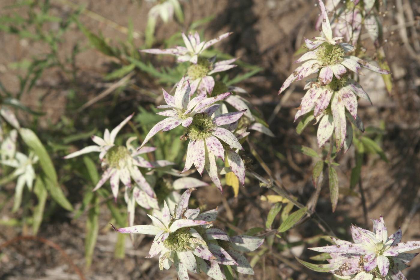 Monarda punctata image
