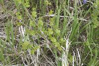 Morus alba image