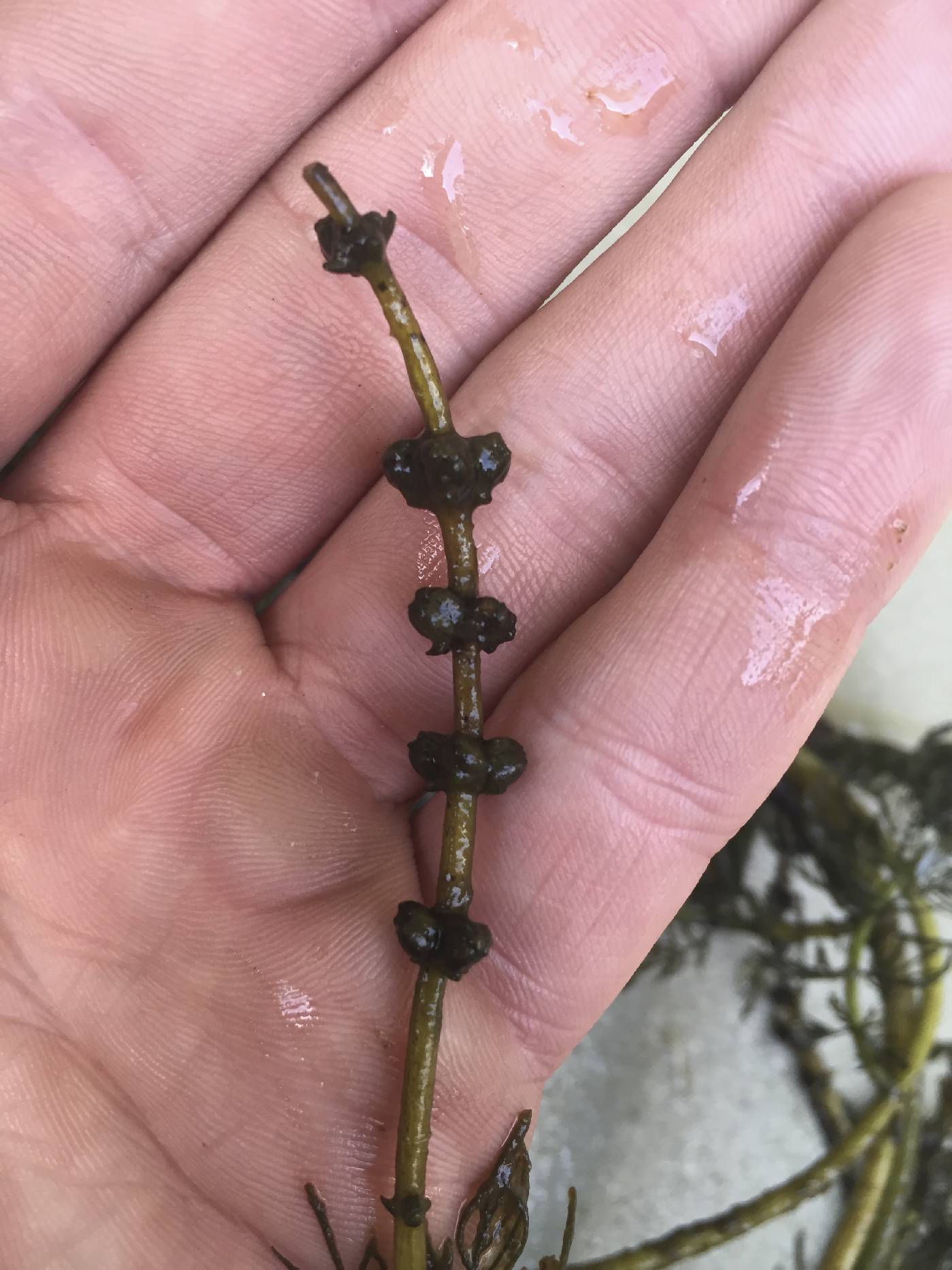 Myriophyllum sibiricum image