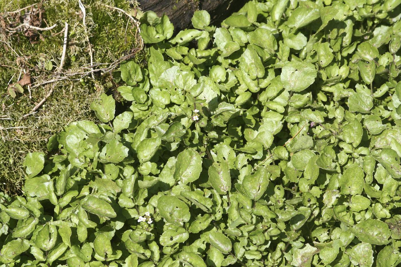 Nasturtium officinale image