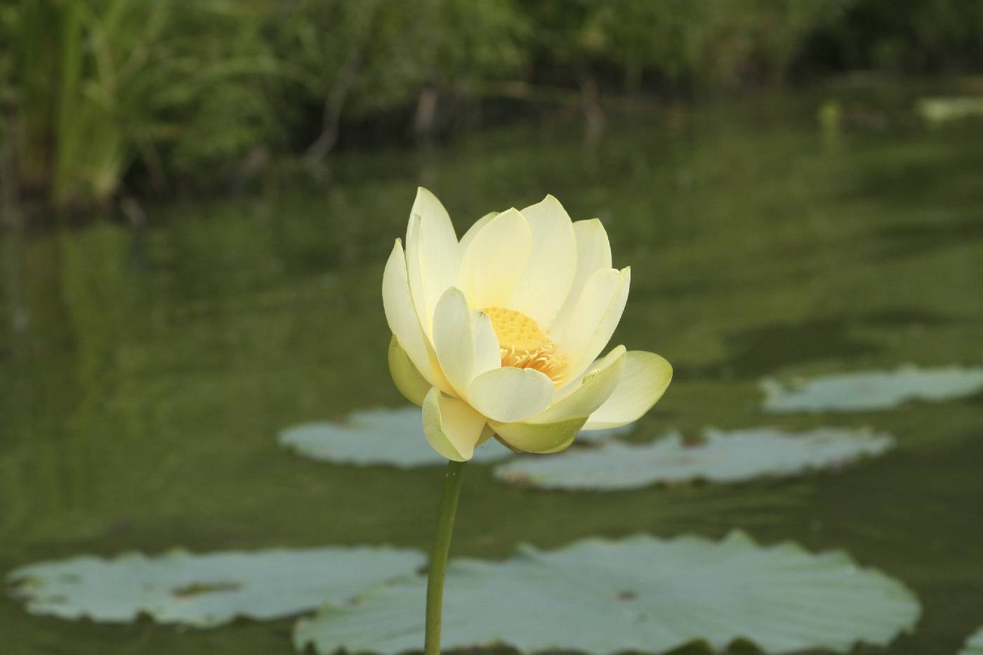 Nelumbo lutea image