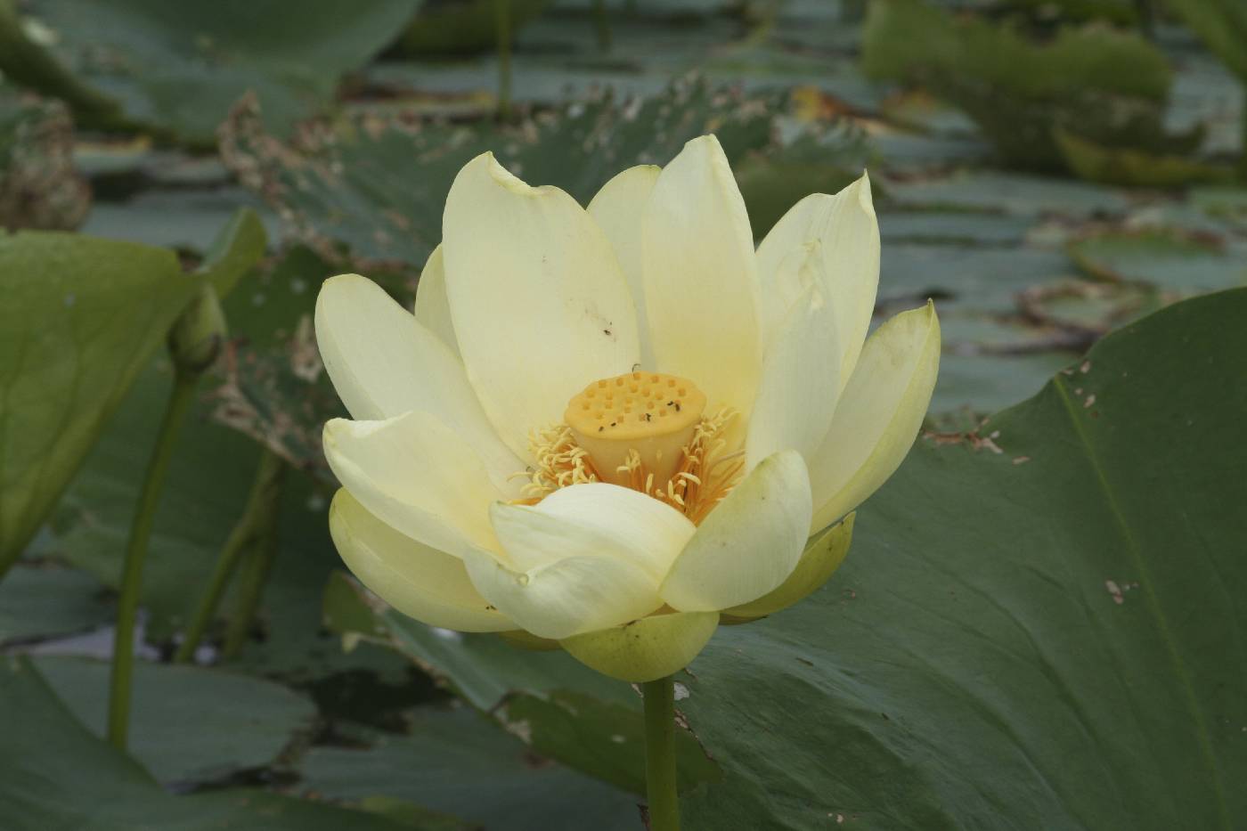 Nelumbo lutea image