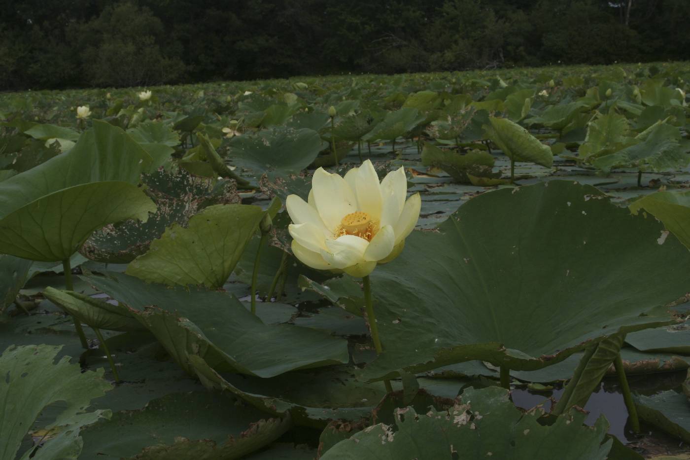 Nelumbo lutea image