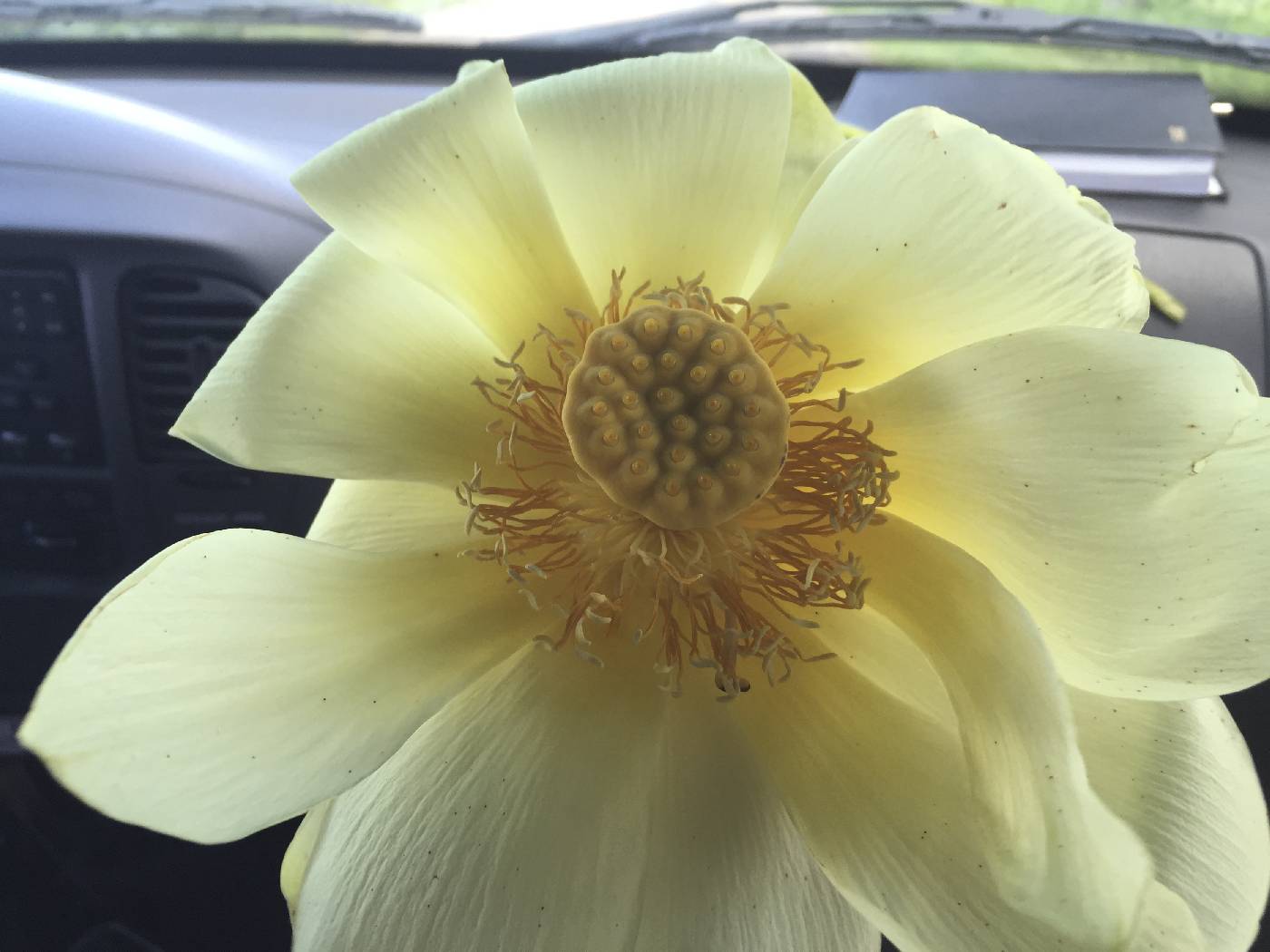 Nelumbo lutea image