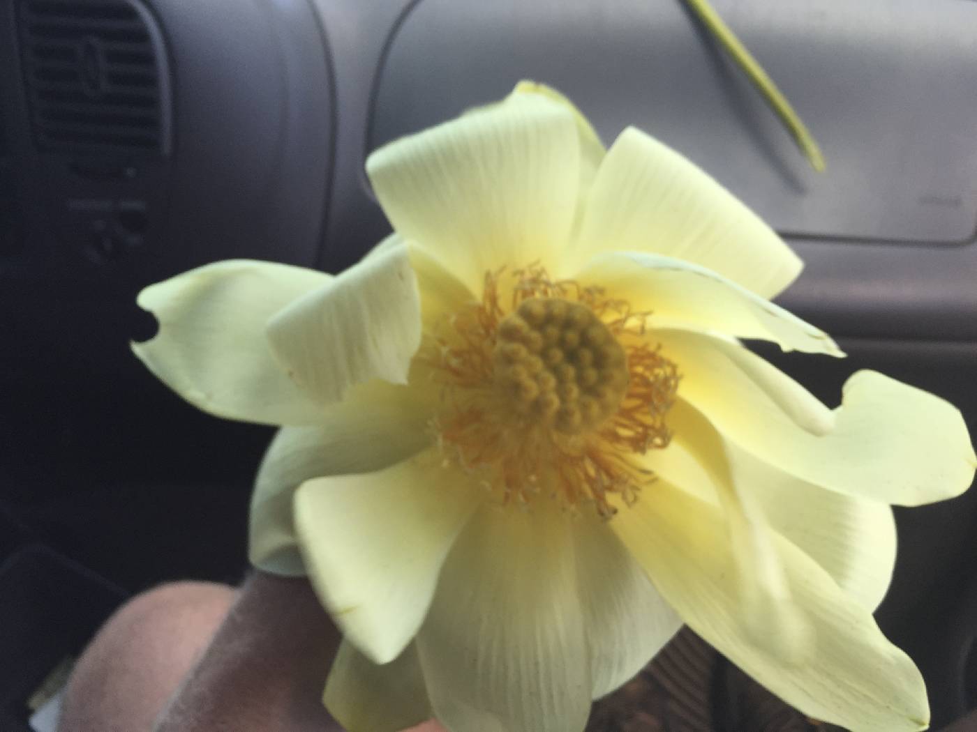 Nelumbo lutea image