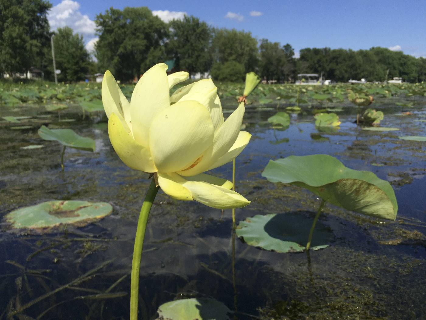 Nelumbo lutea image