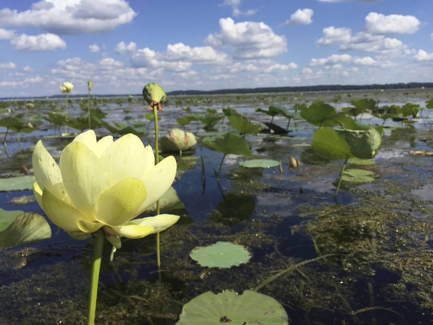 Nelumbo lutea image