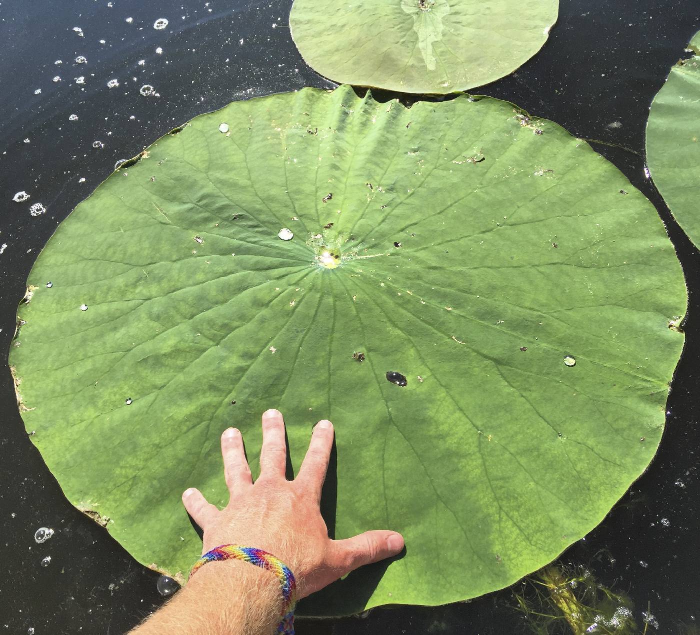 Nelumbo lutea image