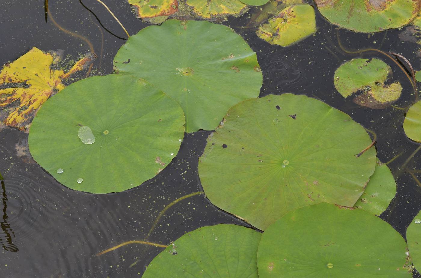 Nelumbo lutea image