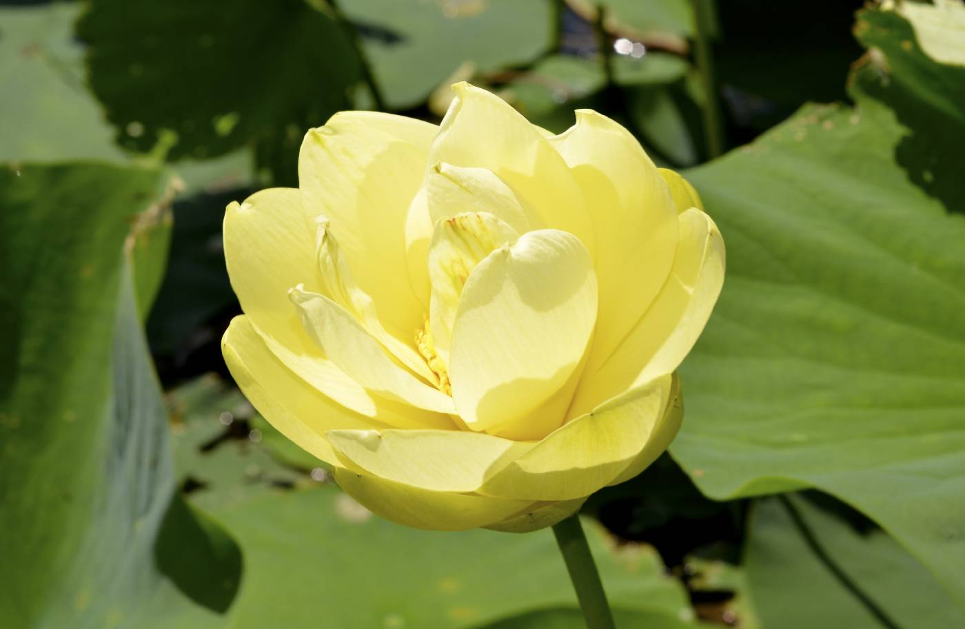 Nelumbo lutea image