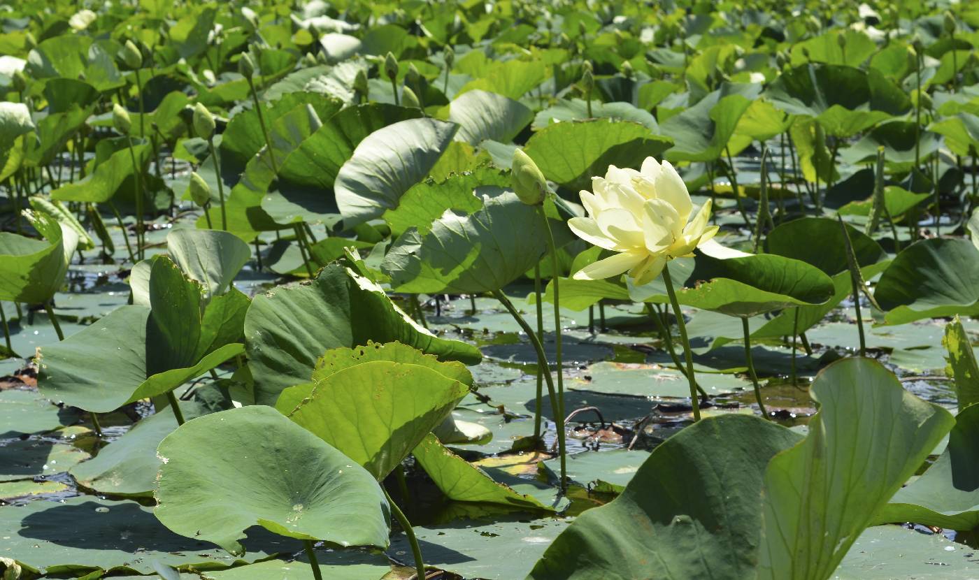 Nelumbo lutea image