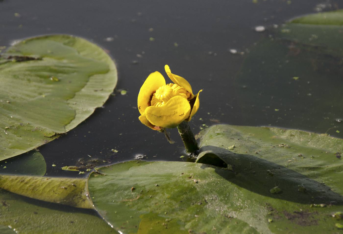 Nuphar variegata image