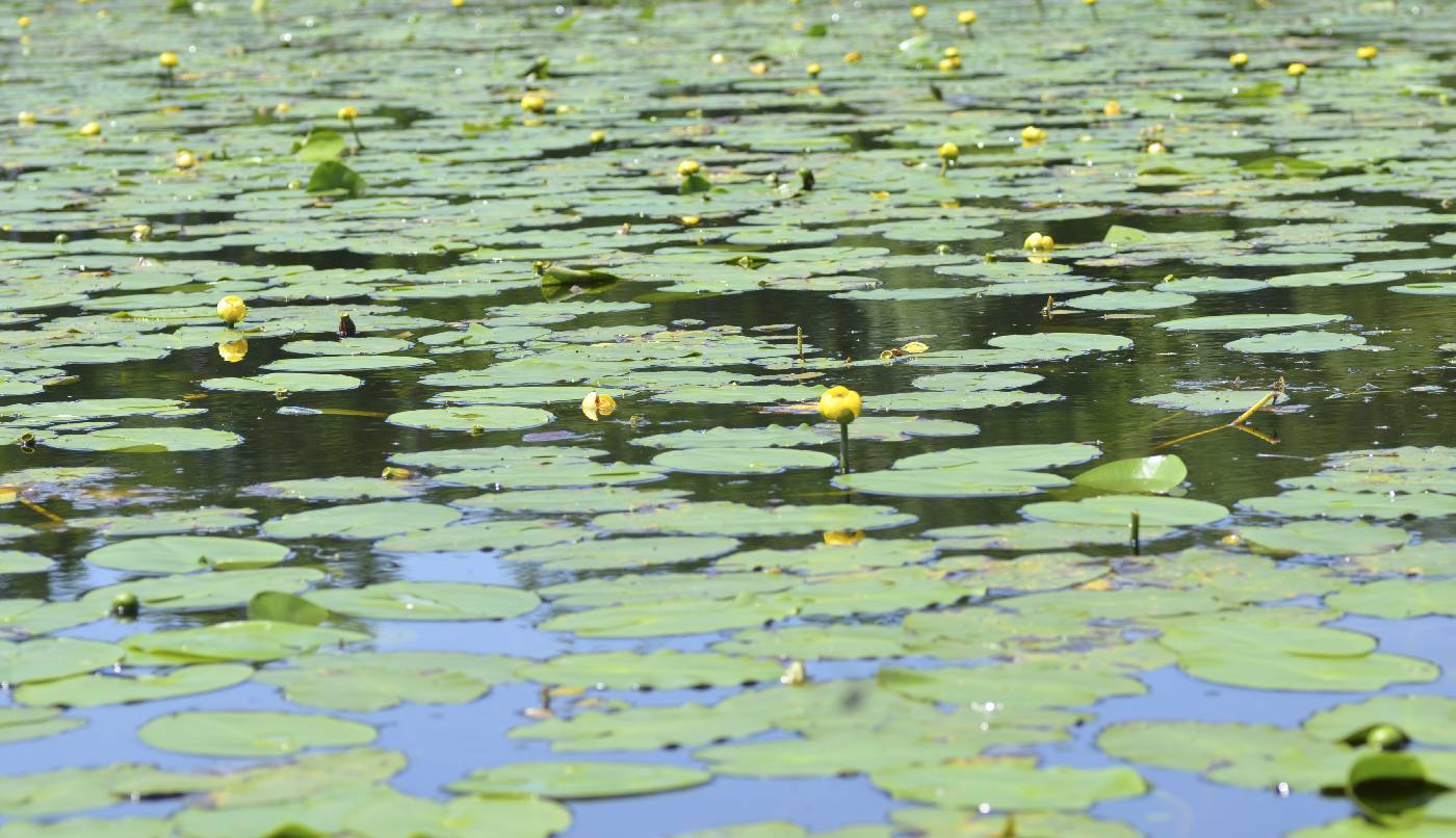 Nuphar variegata image