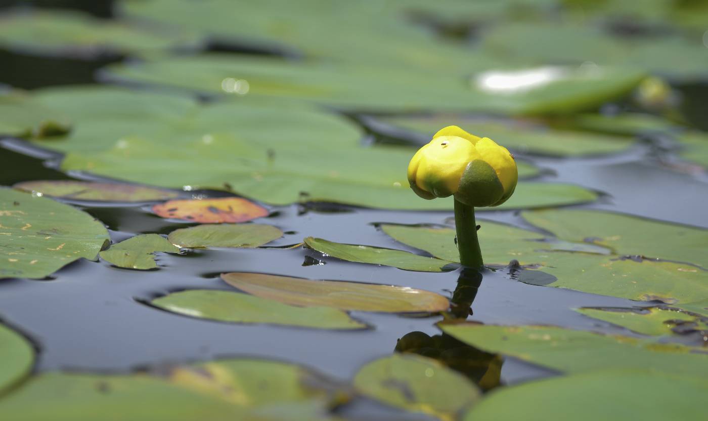Nuphar variegata image