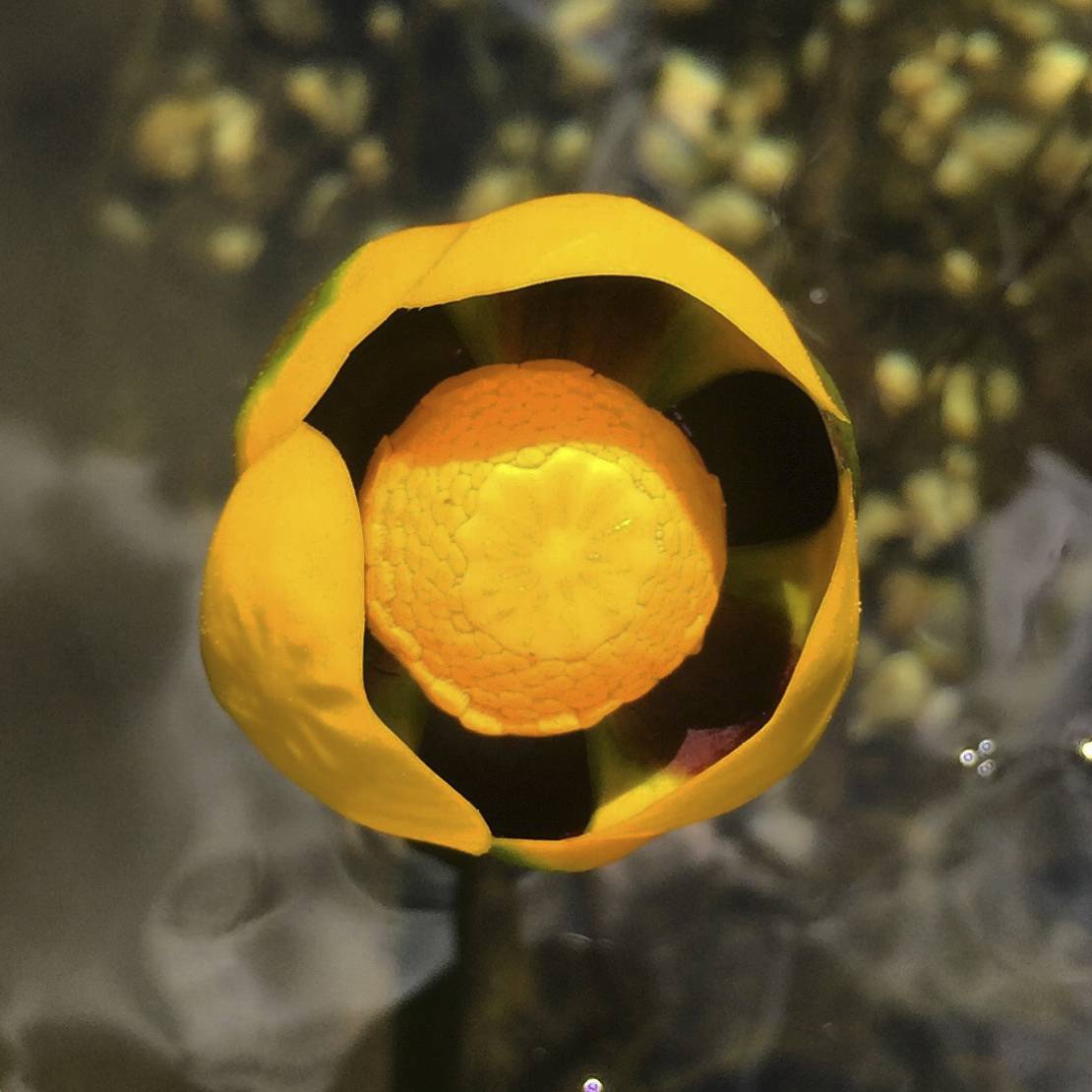 Nuphar variegata image