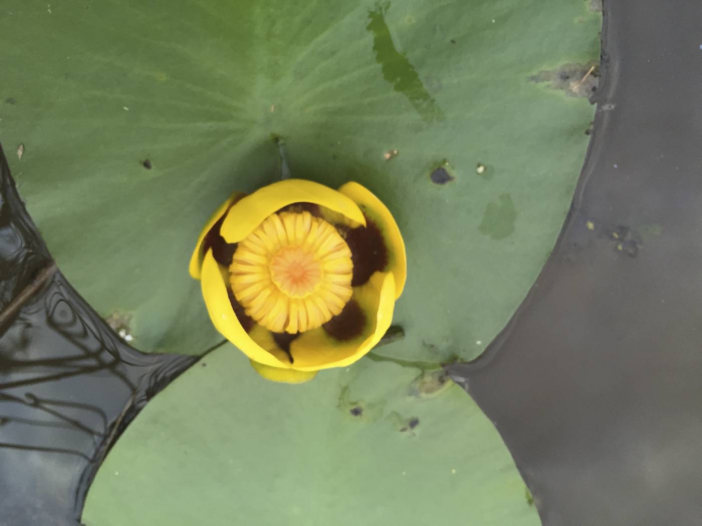 Nuphar variegata image
