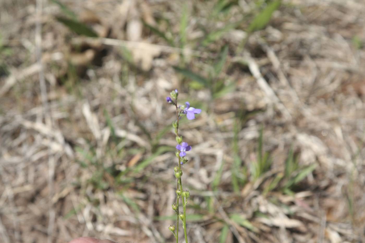 Nuttallanthus canadensis image