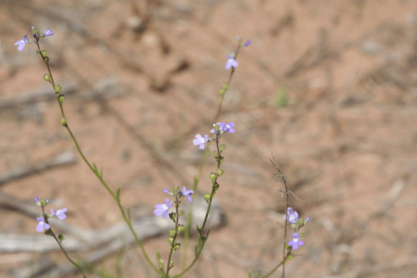 Nuttallanthus canadensis image