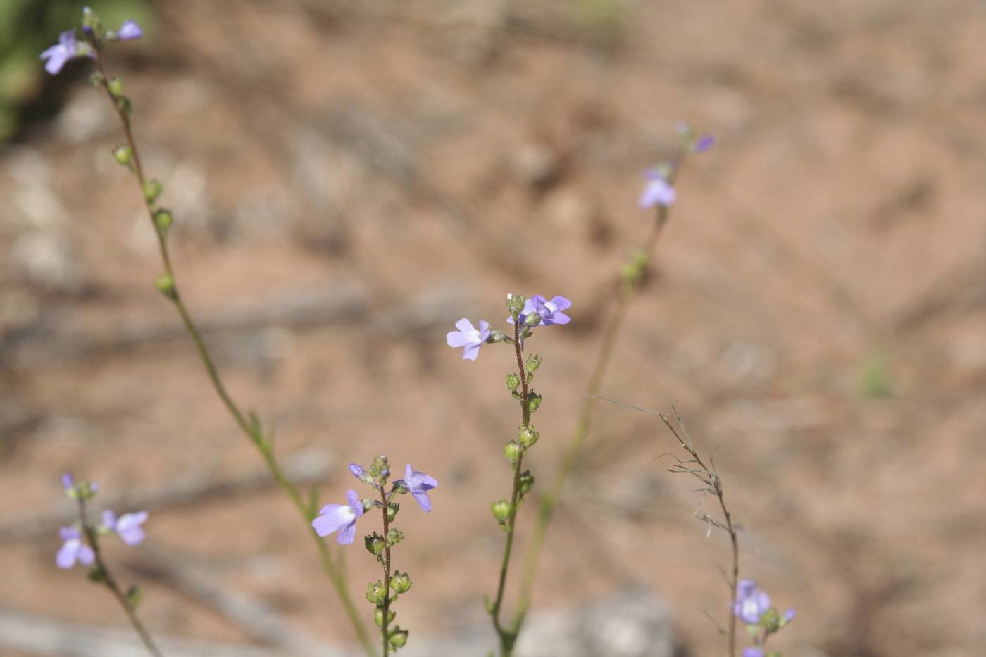 Nuttallanthus canadensis image