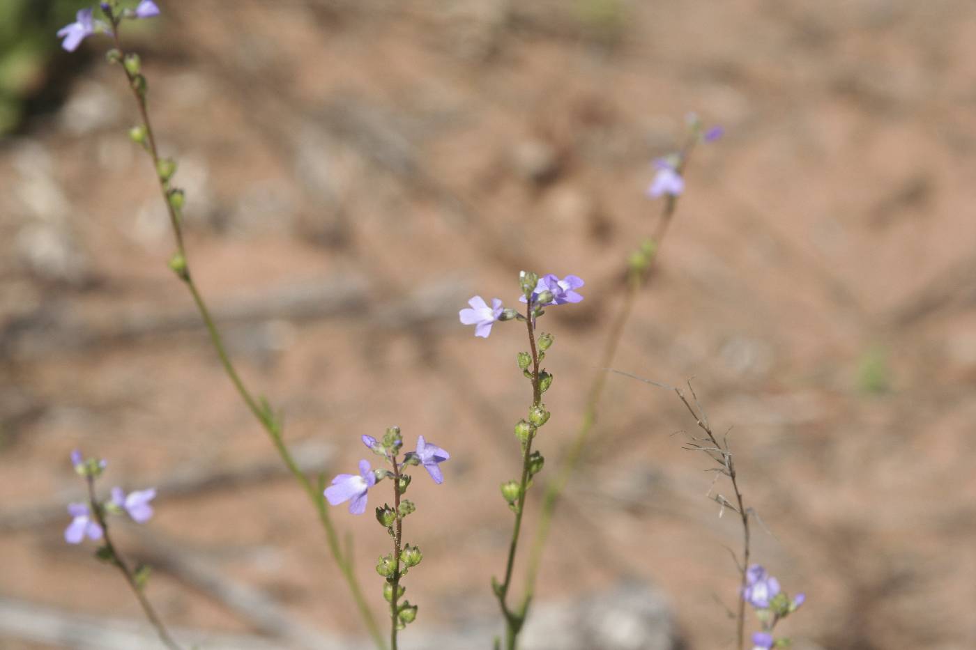 Nuttallanthus canadensis image