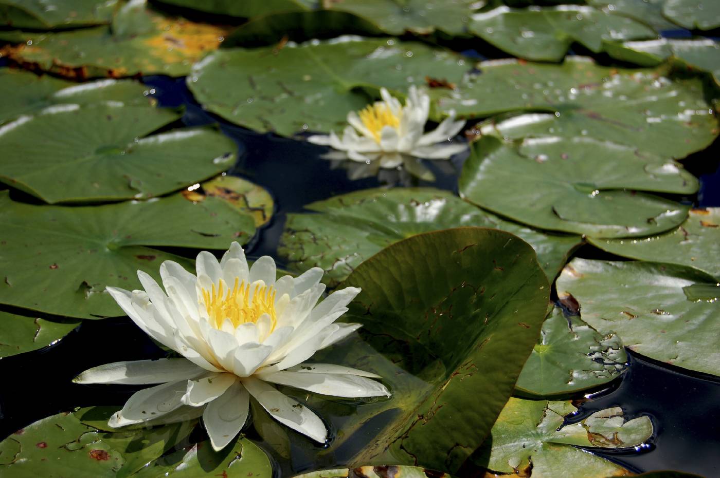 Nymphaea odorata image