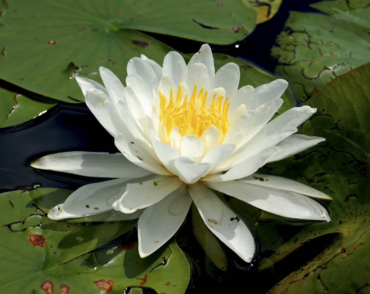 Nymphaea odorata image