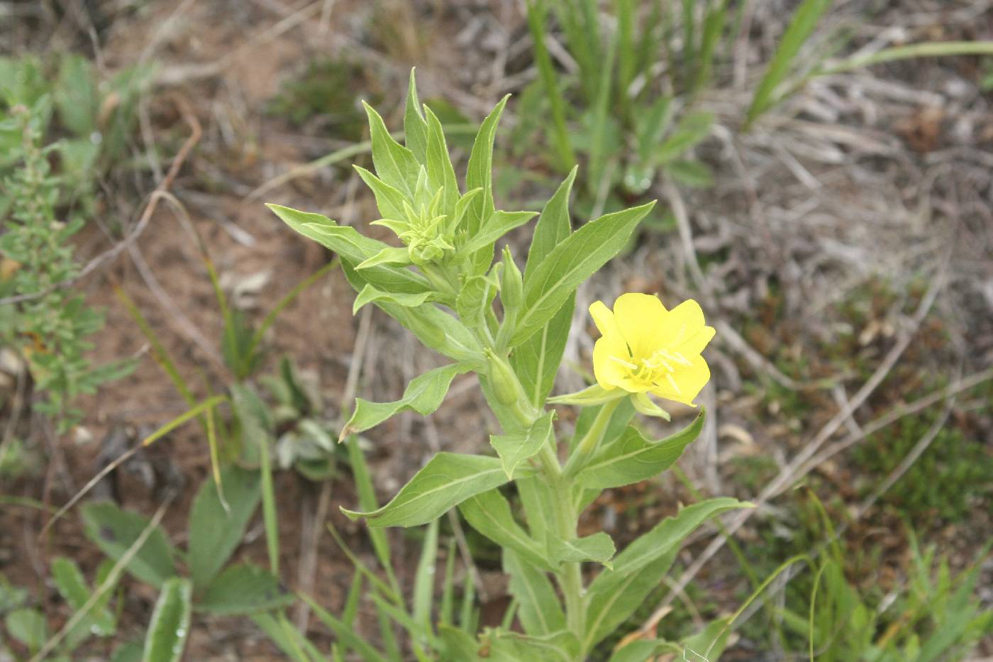 Oenothera villosa image