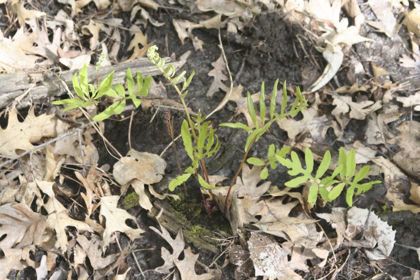 Onoclea sensibilis image