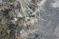 Opuntia fragilis image