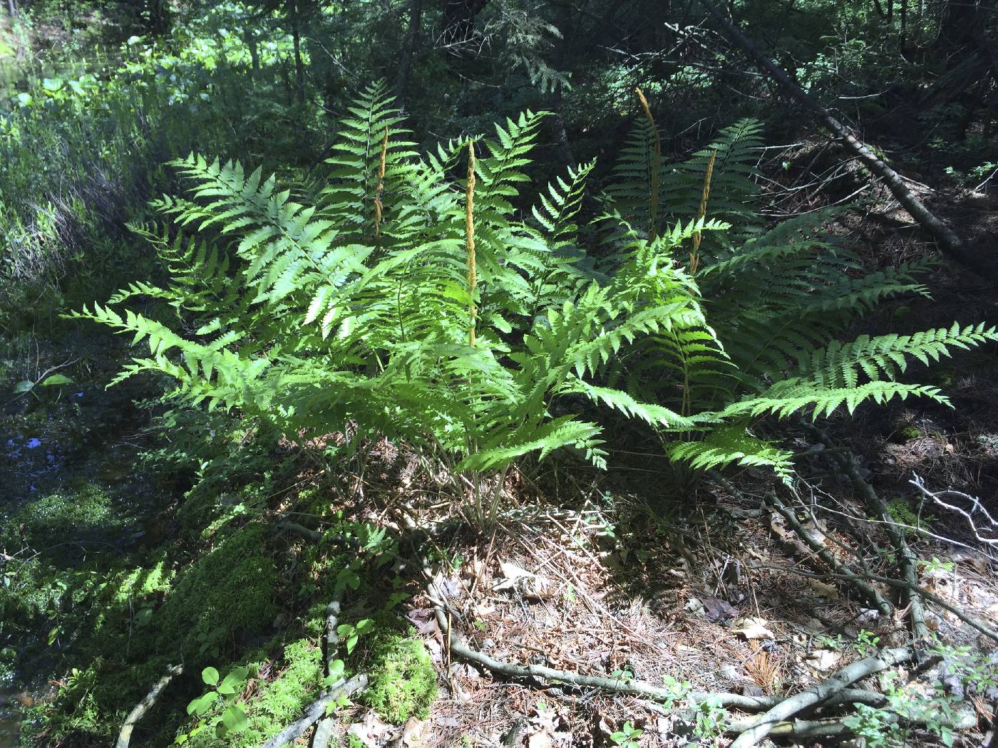 Osmunda cinnamomea image