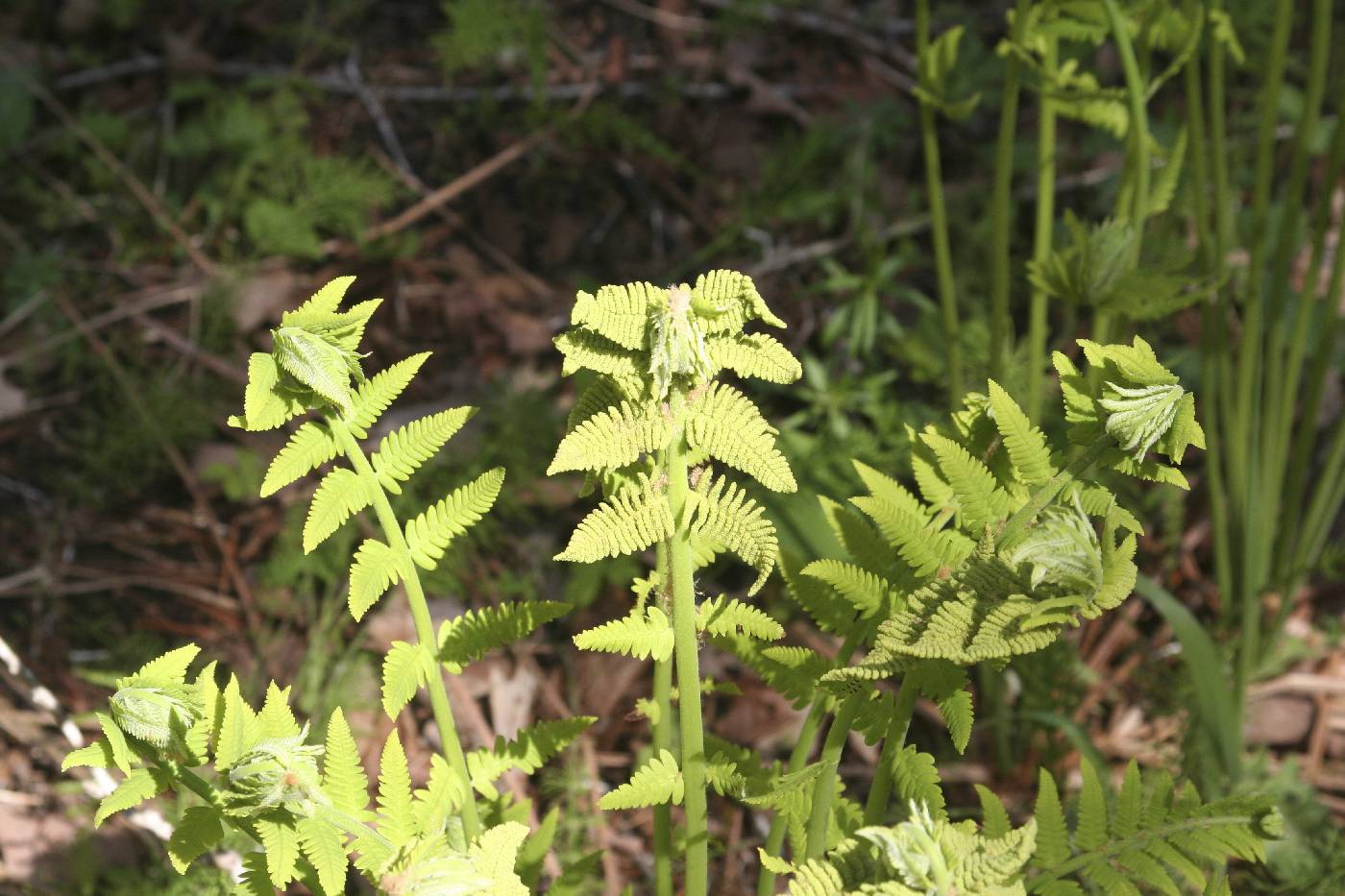 Osmunda claytoniana image