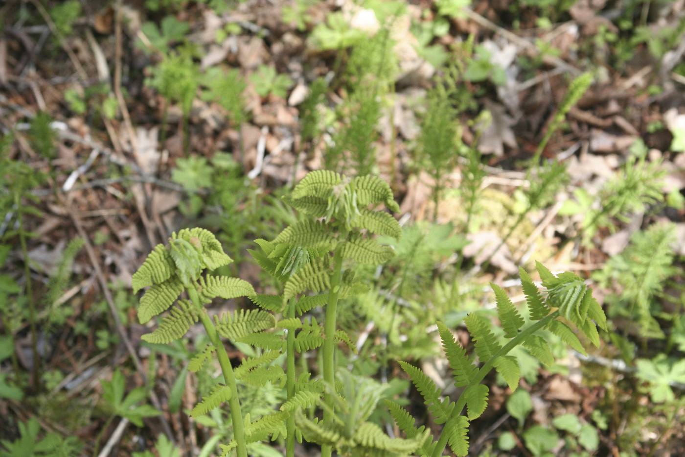 Osmunda claytoniana image