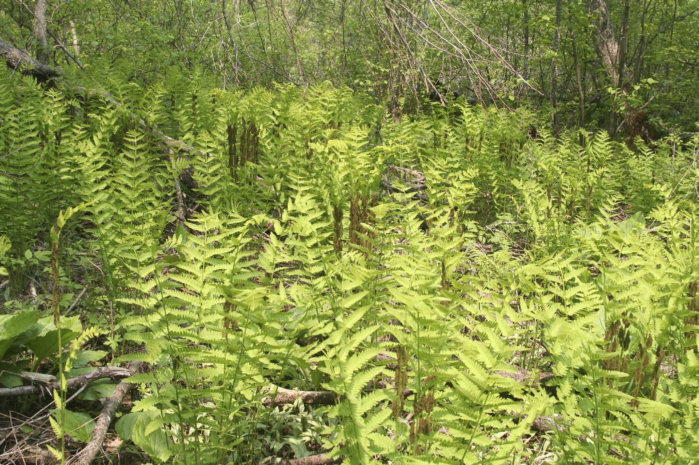 Osmunda claytoniana image