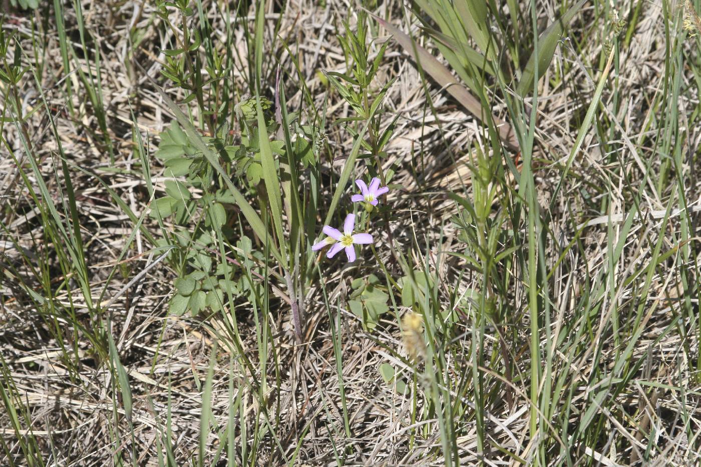 Oxalis violacea image