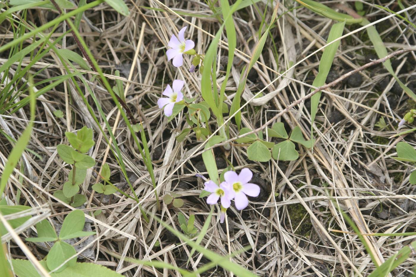 Oxalis violacea image