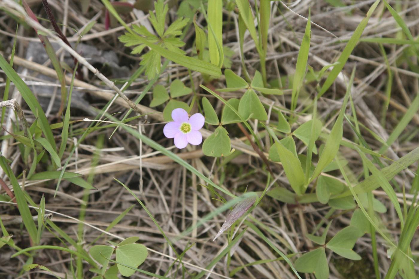 Oxalis violacea image