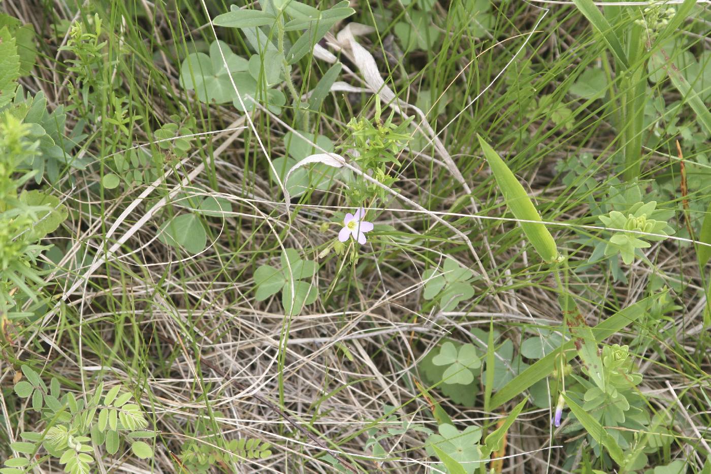 Oxalis violacea image