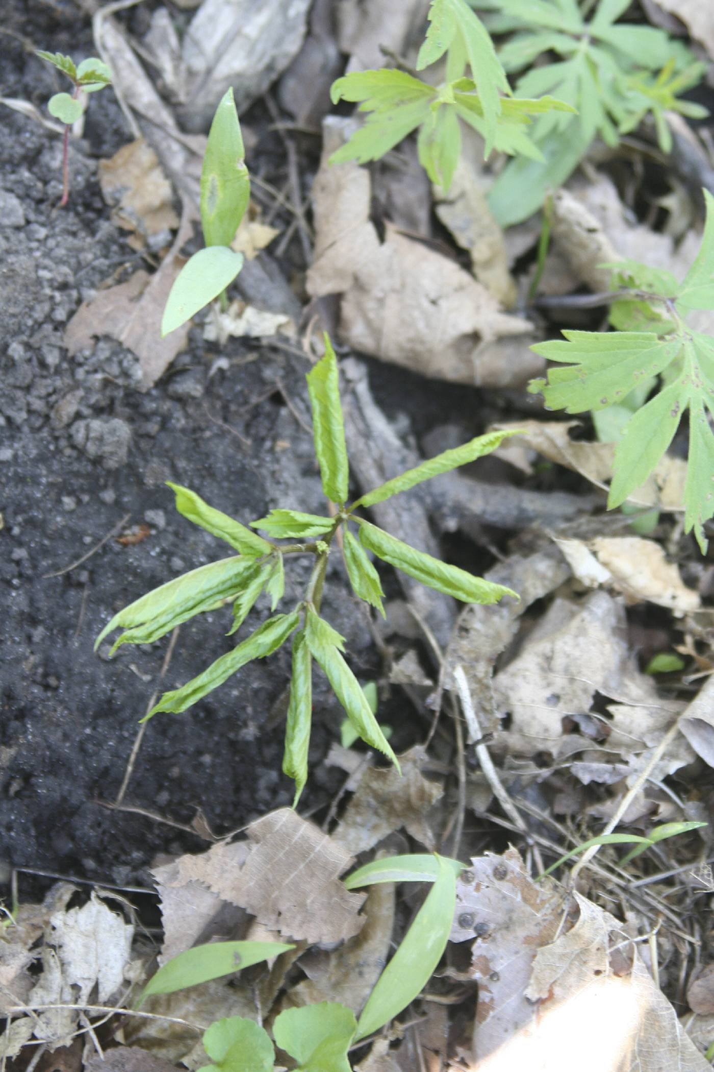 Panax quinquefolius image