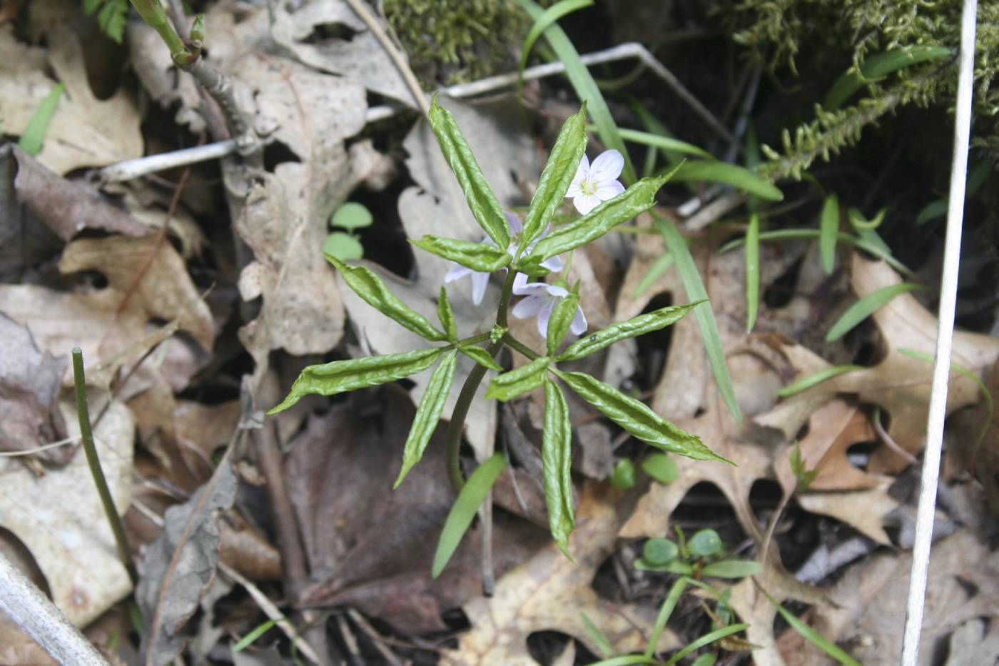 Panax quinquefolius image