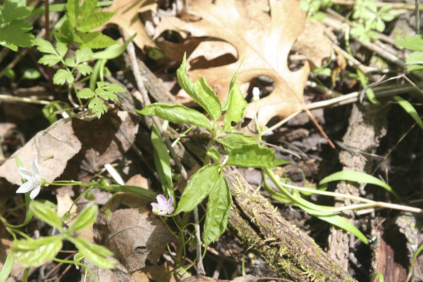 Panax quinquefolius image