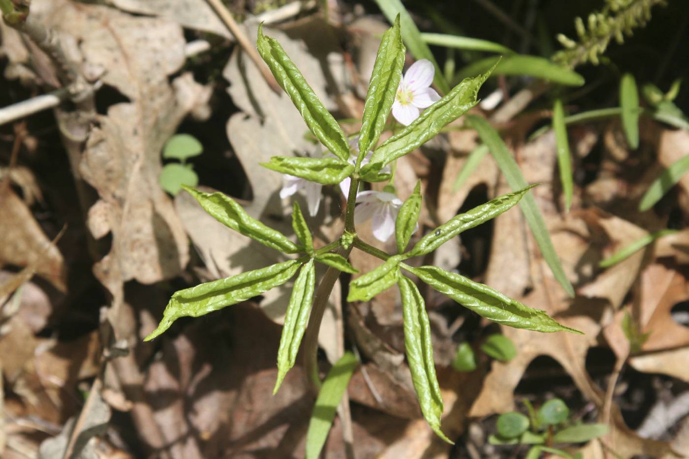 Panax quinquefolius image