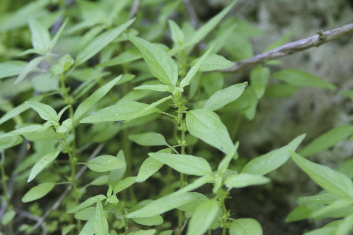 Parietaria pensylvanica image