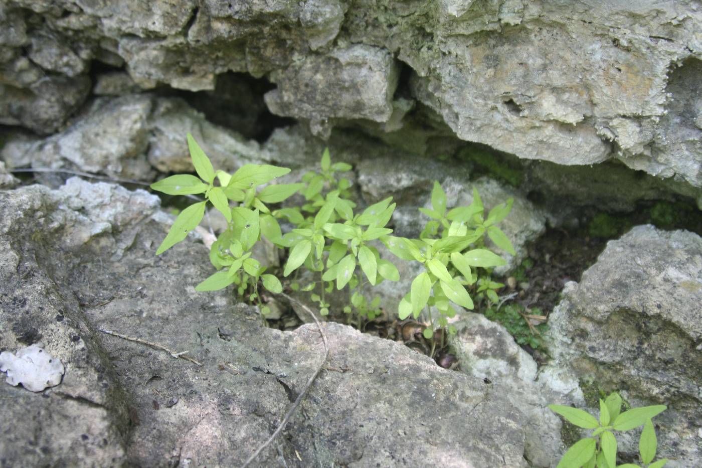 Parietaria pensylvanica image