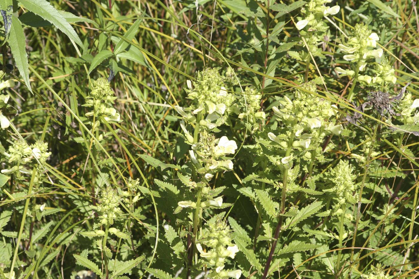 Pedicularis lanceolata image