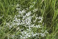 Pediomelum argophyllum image
