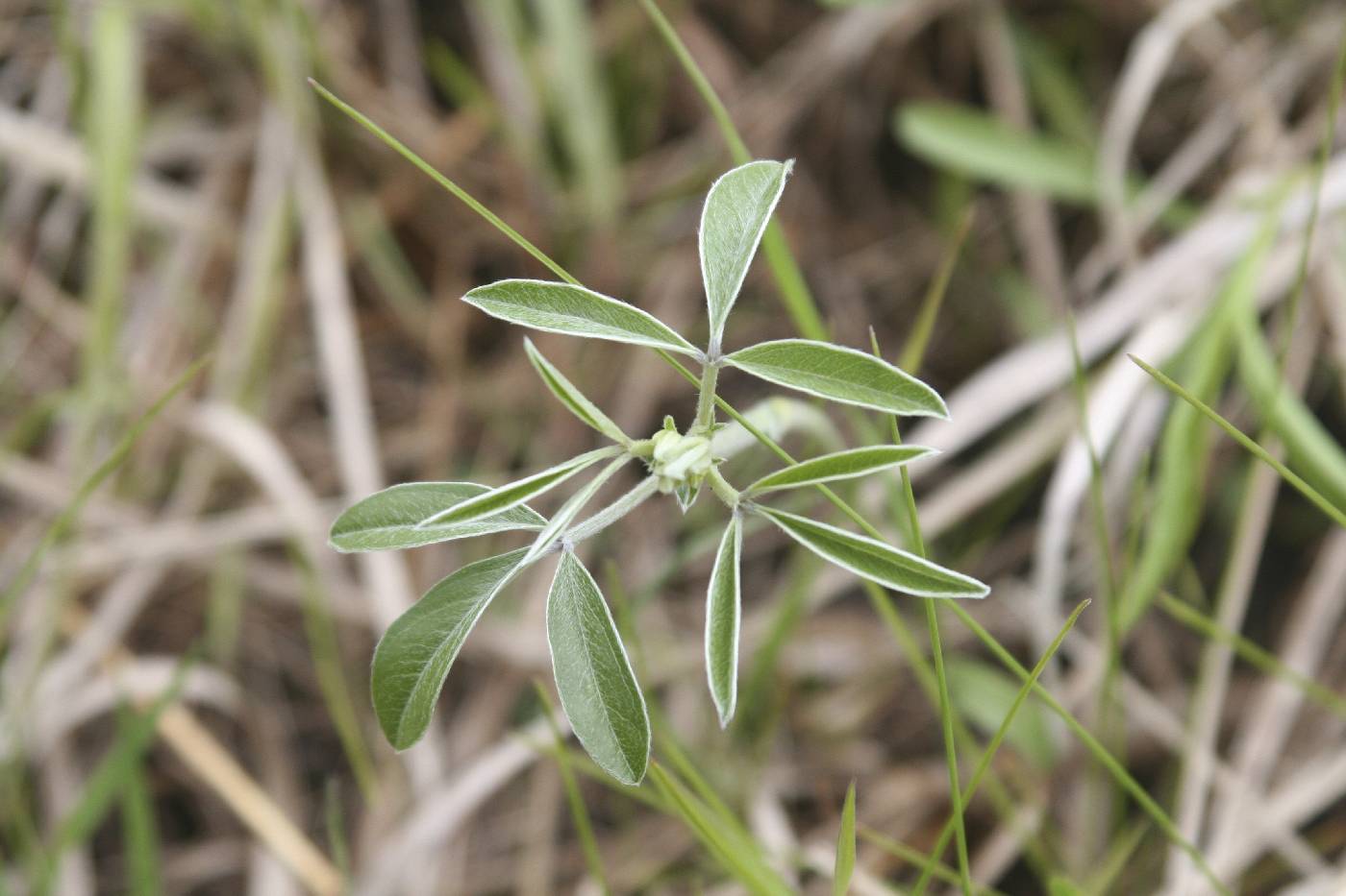 Pediomelum esculentum image