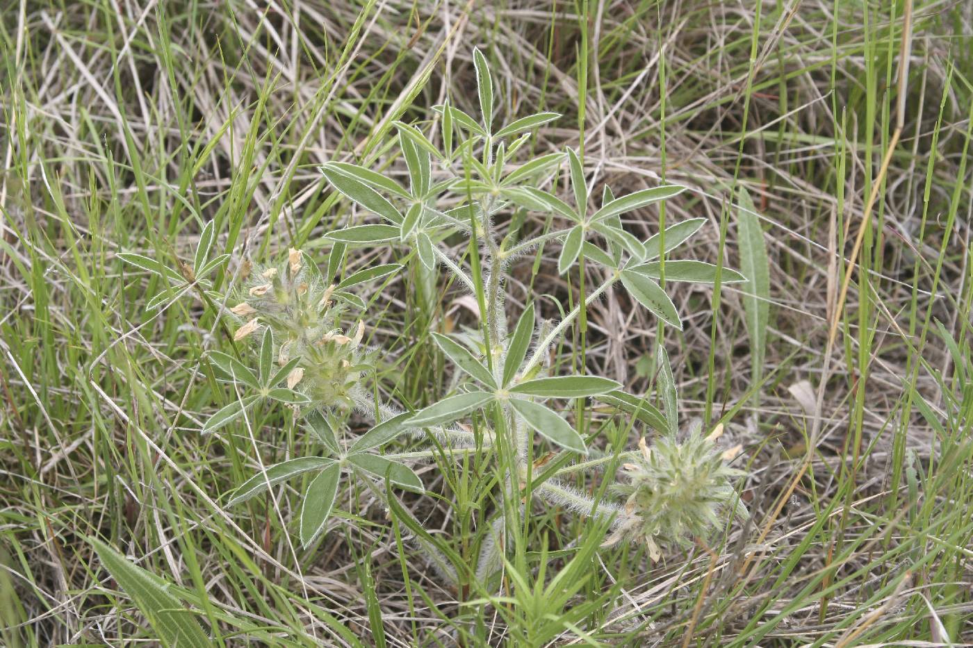 Pediomelum esculentum image