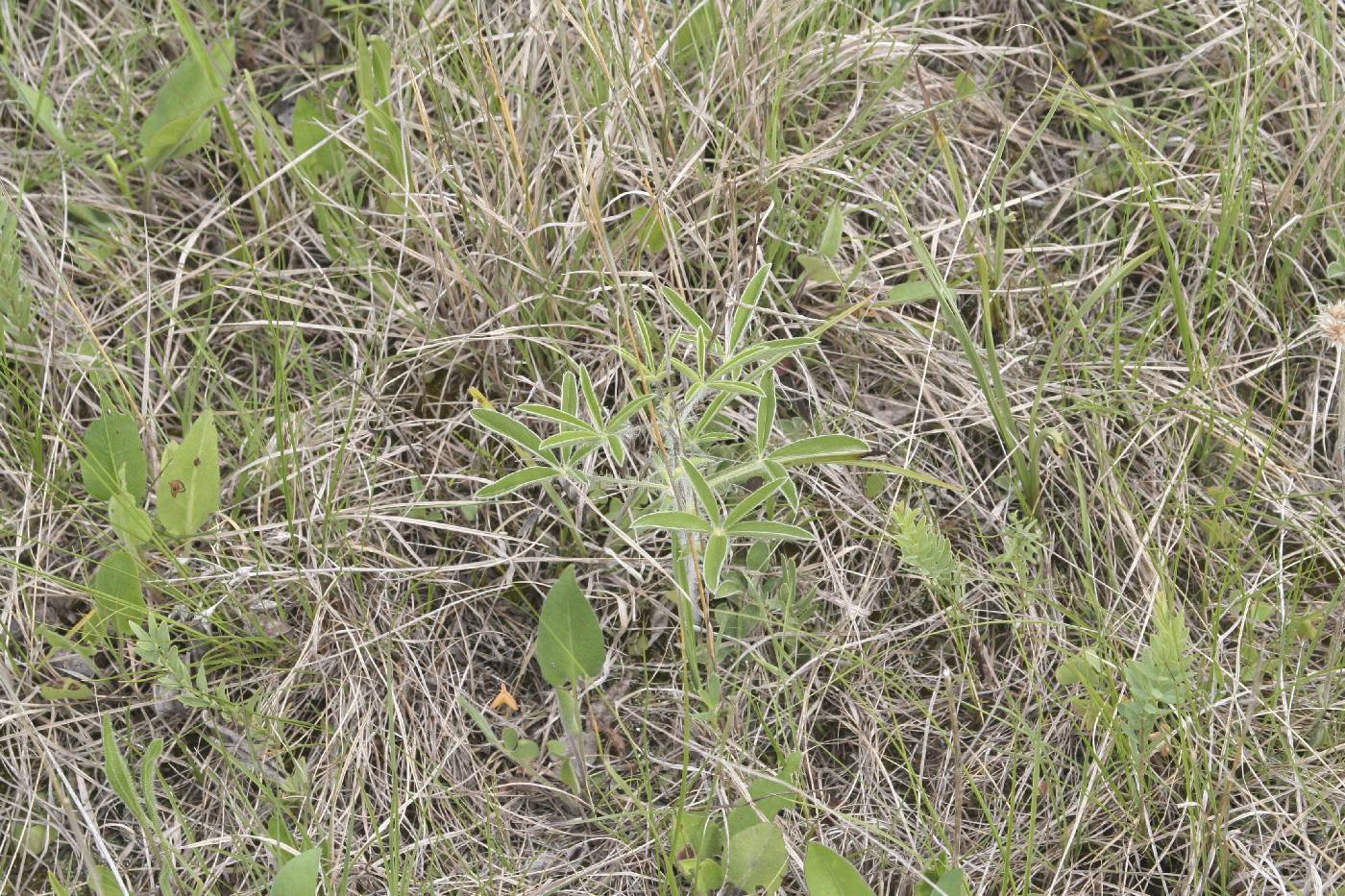 Pediomelum esculentum image