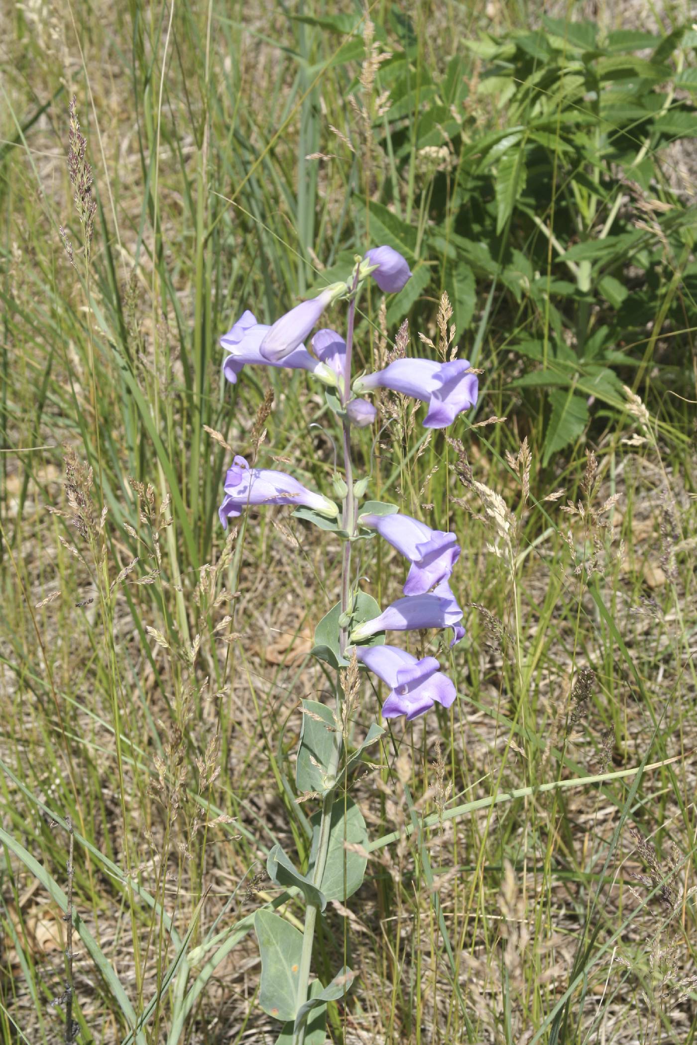 Penstemon grandiflorus image